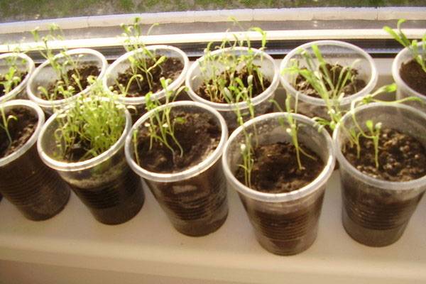 Маттиола – выращивание из семян - Мой Агро - помощник всельскохозяйственном мире