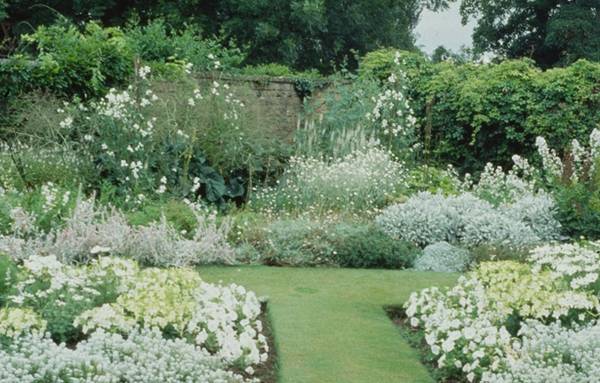 Анафалис жемужный - фото цветка в саду