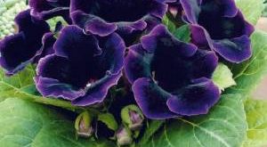 Цветок Глоксиния фото