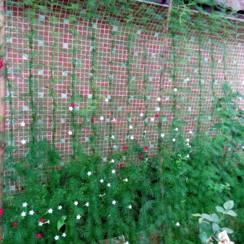 Пластиковая сетка для опоры растений